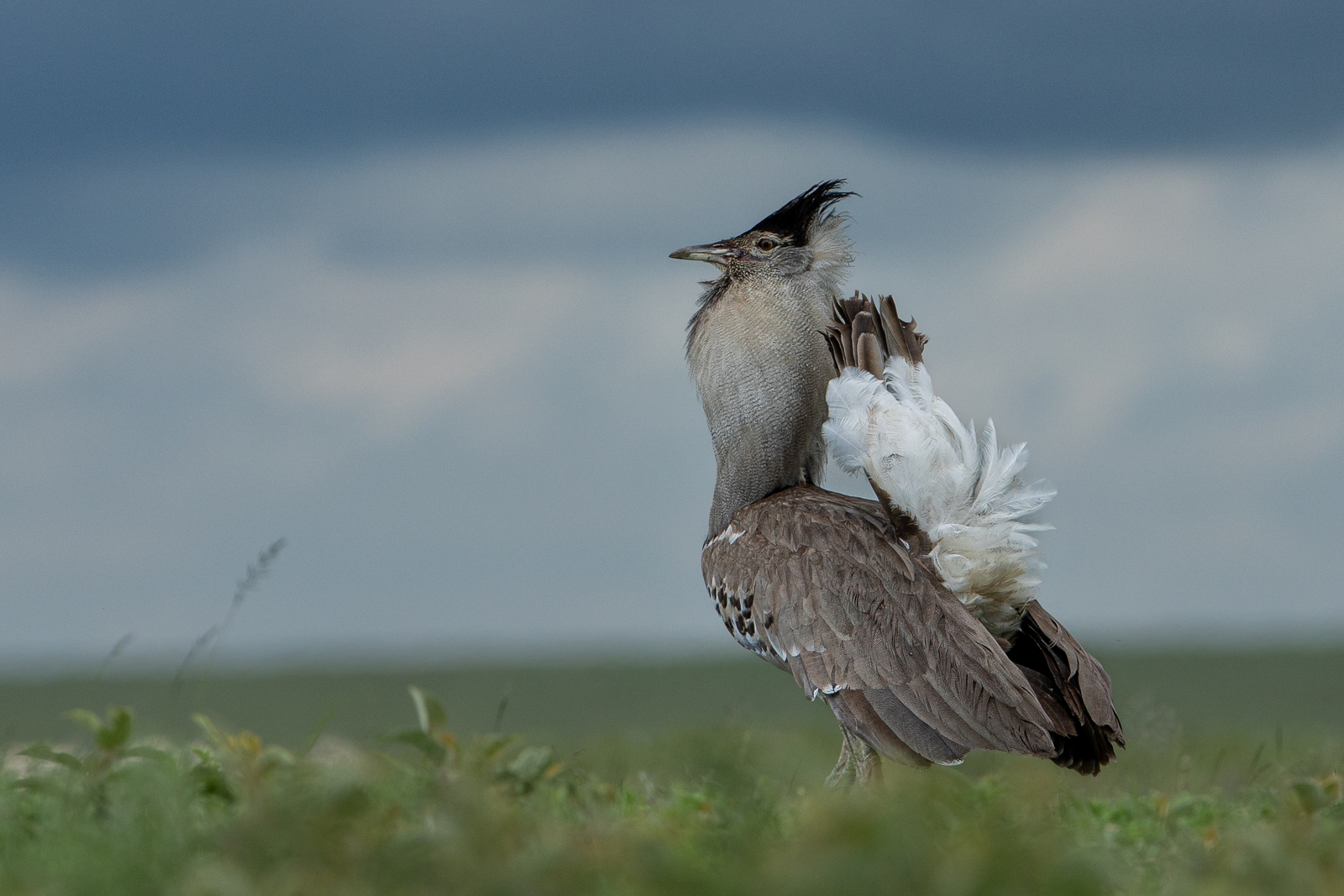 Esirai Camp Esirai Camp: Balzende Riesentrappe