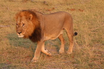 Ghoha Hills Savuti Lodge Ghoha Hills Savuti Lodge: Männlicher Löwe