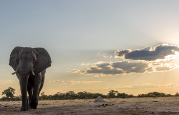 Imvelo Safaris Imvelo Safaris: Elefant frontal bei Sonnenuntergang