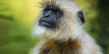 Kanha Earth Lodge: Graulangur