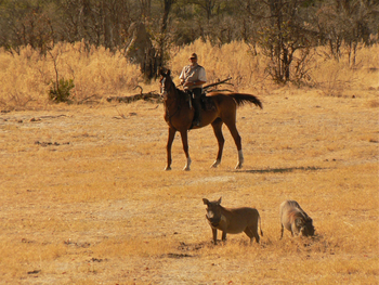 Kujwana Camp: Wilde Warzenschweine