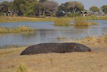 Lagoon Camp Lagoon Camp: Hippos