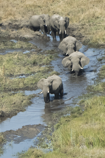 Linyanti Ebony Linyanti Ebony: Elefanten im Sumpfgebiet