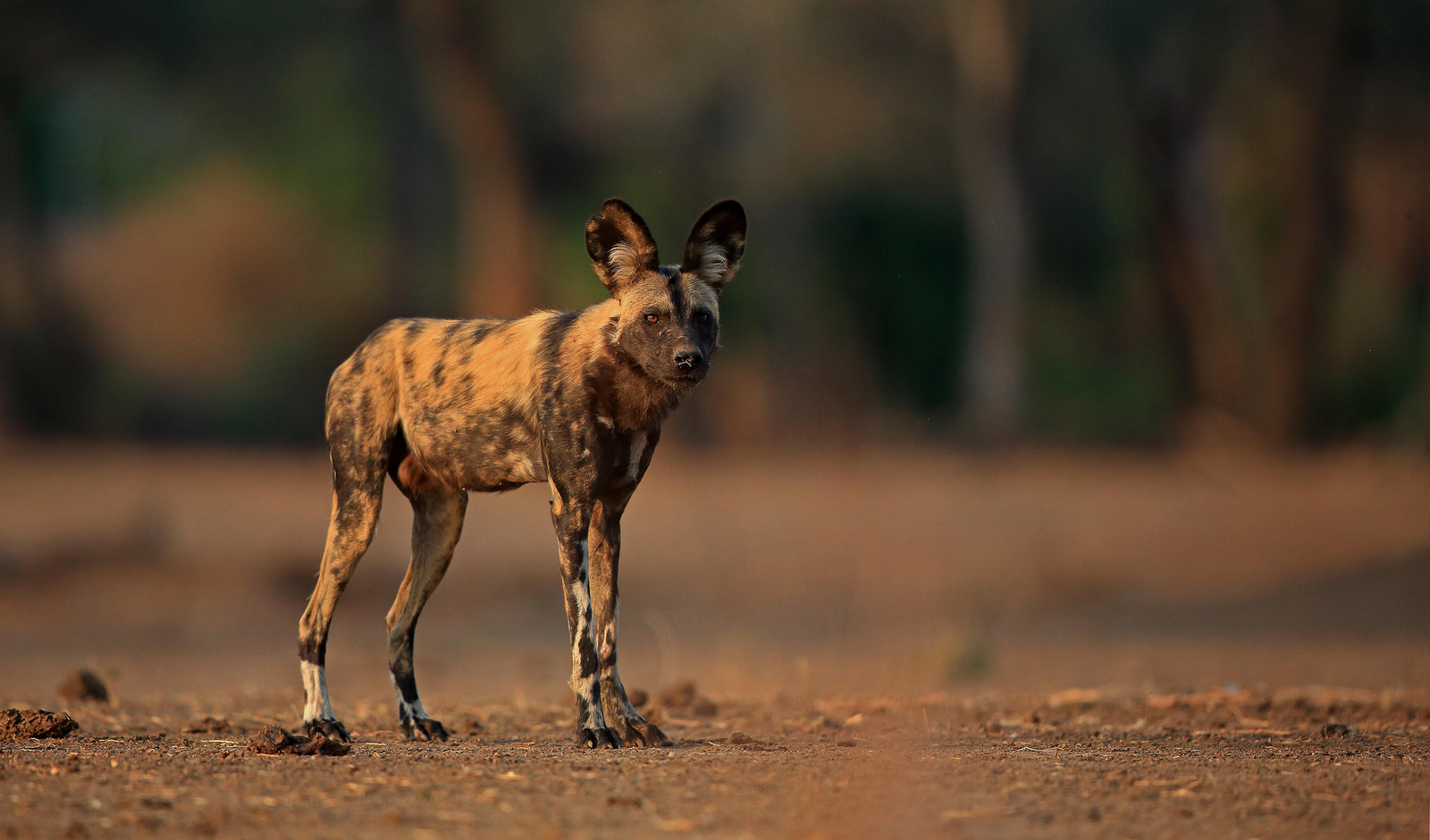 Little Vundu Camp Little Vundu Camp: Wildhund