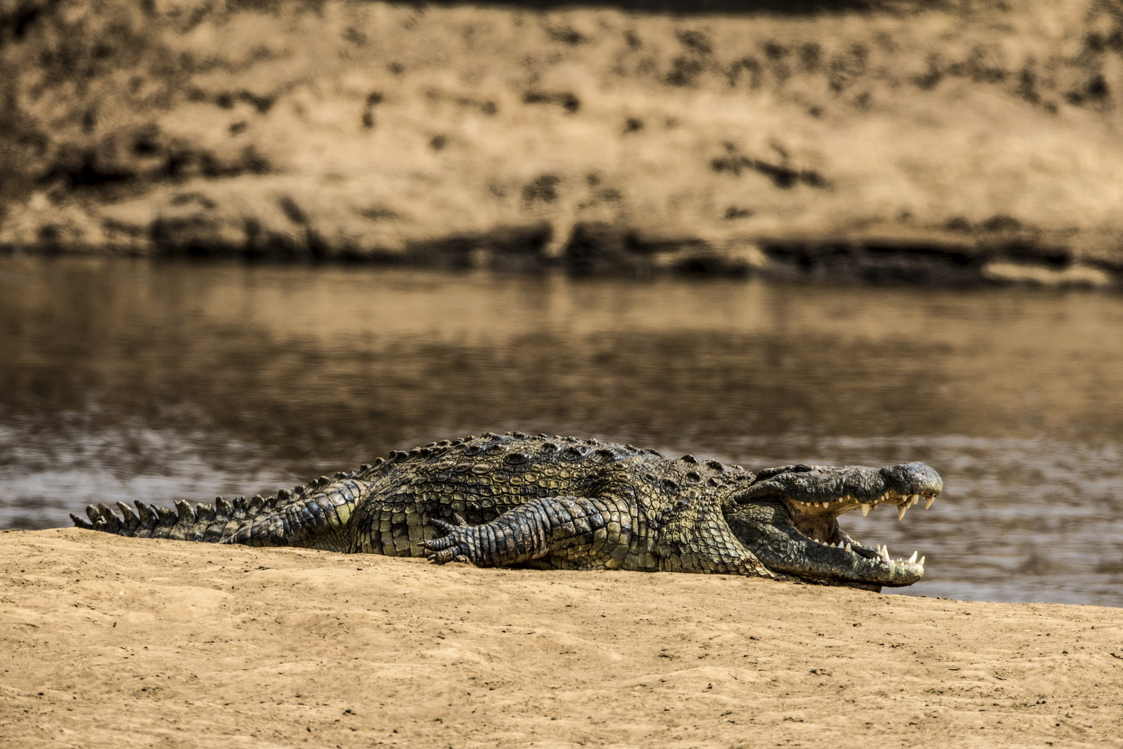 Mara Plains Camp Mara Plains Camp: Krokodil