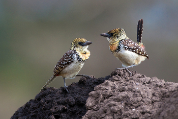 Mara Toto Tree Camp: Crested Barbet