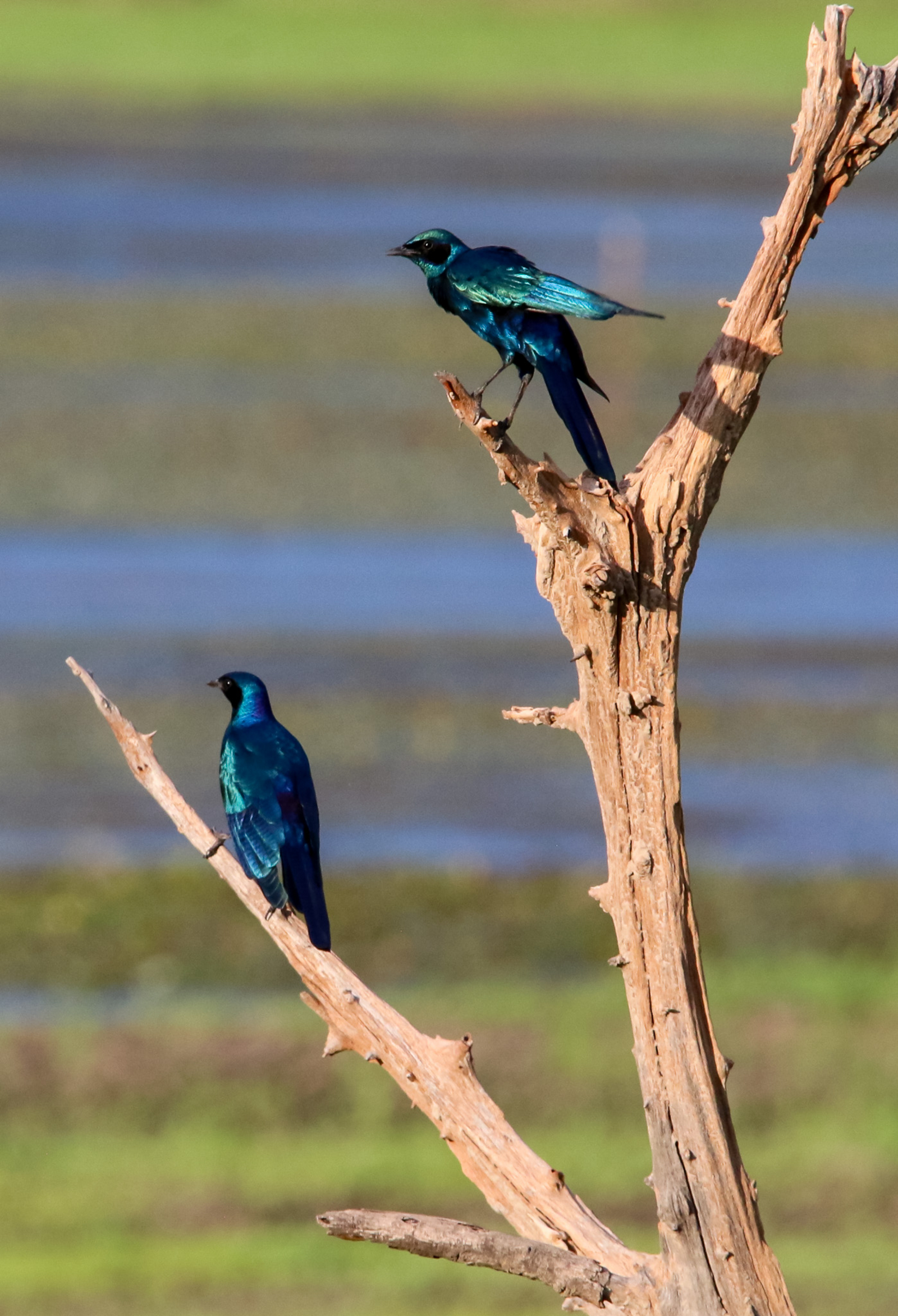 Maun Waterfront Guesthouse Maun Waterfront Guesthouse: Burchell's Starling