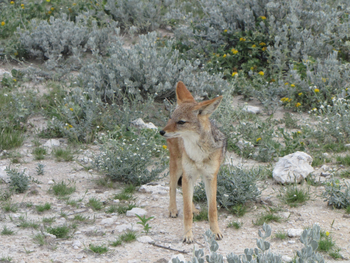 Namutoni Camp: Junger Schakal