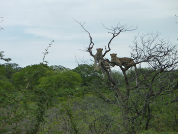 Okutala Lodge: Leoparden