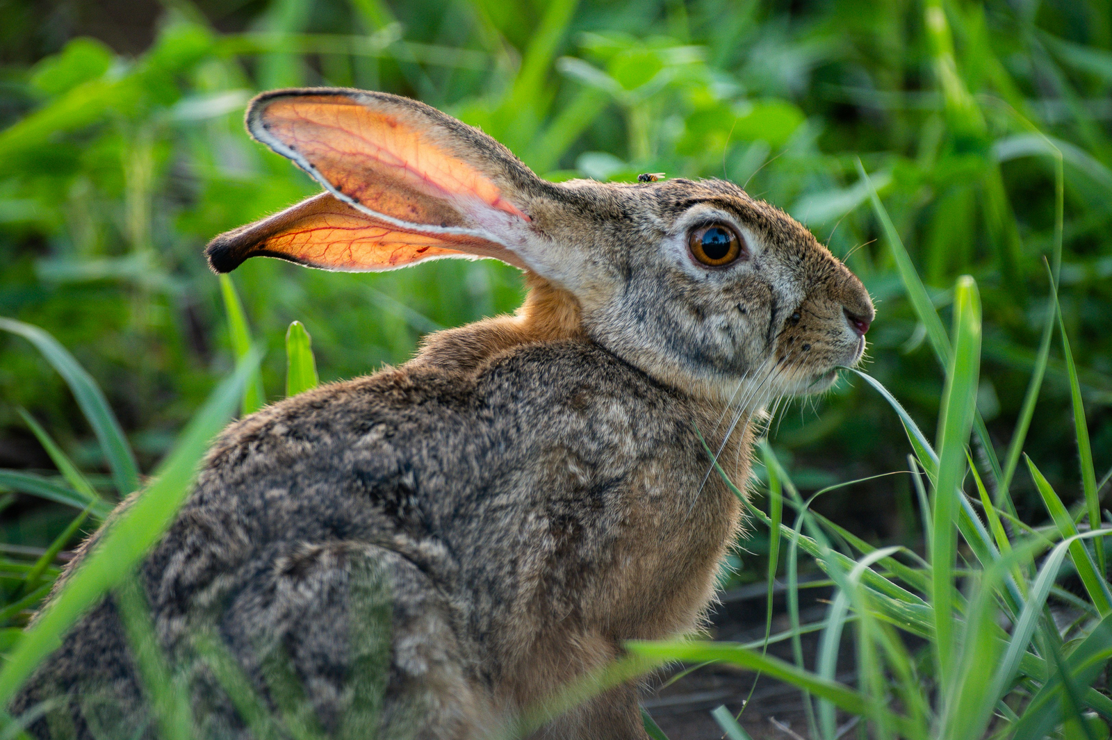 Olkeri Camp Olkeri Camp: Hase