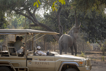 Royal Zambezi Lodge: Elefant greift nach Blättern