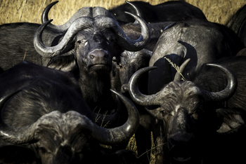 Savuti Camp Savuti Camp: Büffelköpfe