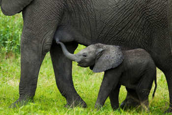 Selinda Explorers Camp Selinda Explorers Camp: Elefantbaby