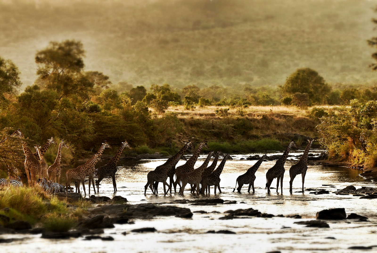 Serian Camp The Original Serian Camp The Original: Giraffen überqueren den Fluss