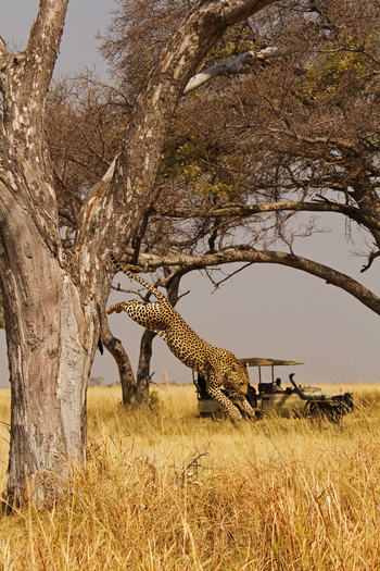 Shinde Footsteps Shinde Footsteps: Leopard im Sprung