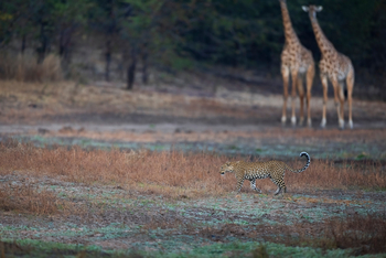 Sungani Lodge Sungani Lodge: Leopard und Giraffen