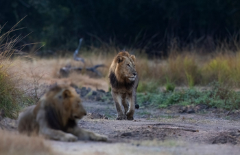 Sungani Lodge Sungani Lodge: Löwenbrüder