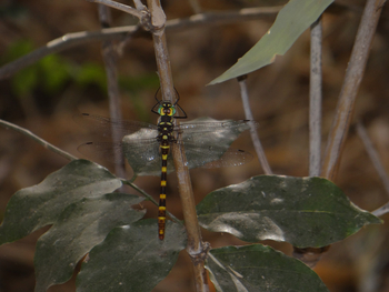 Tathastu Resort Pench: Common Torrent Hawk