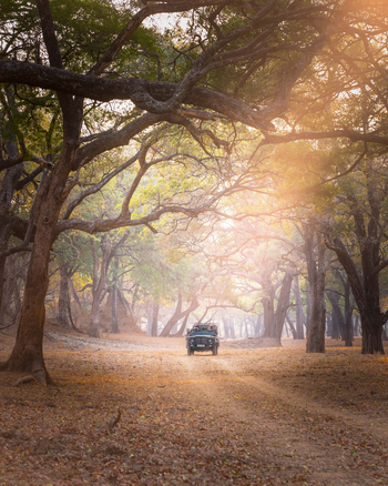 Time + Tide South Luangwa: Ebenholzwald