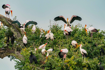 Time + Tide South Luangwa Time + Tide South Luangwa: Nimmersattstörche