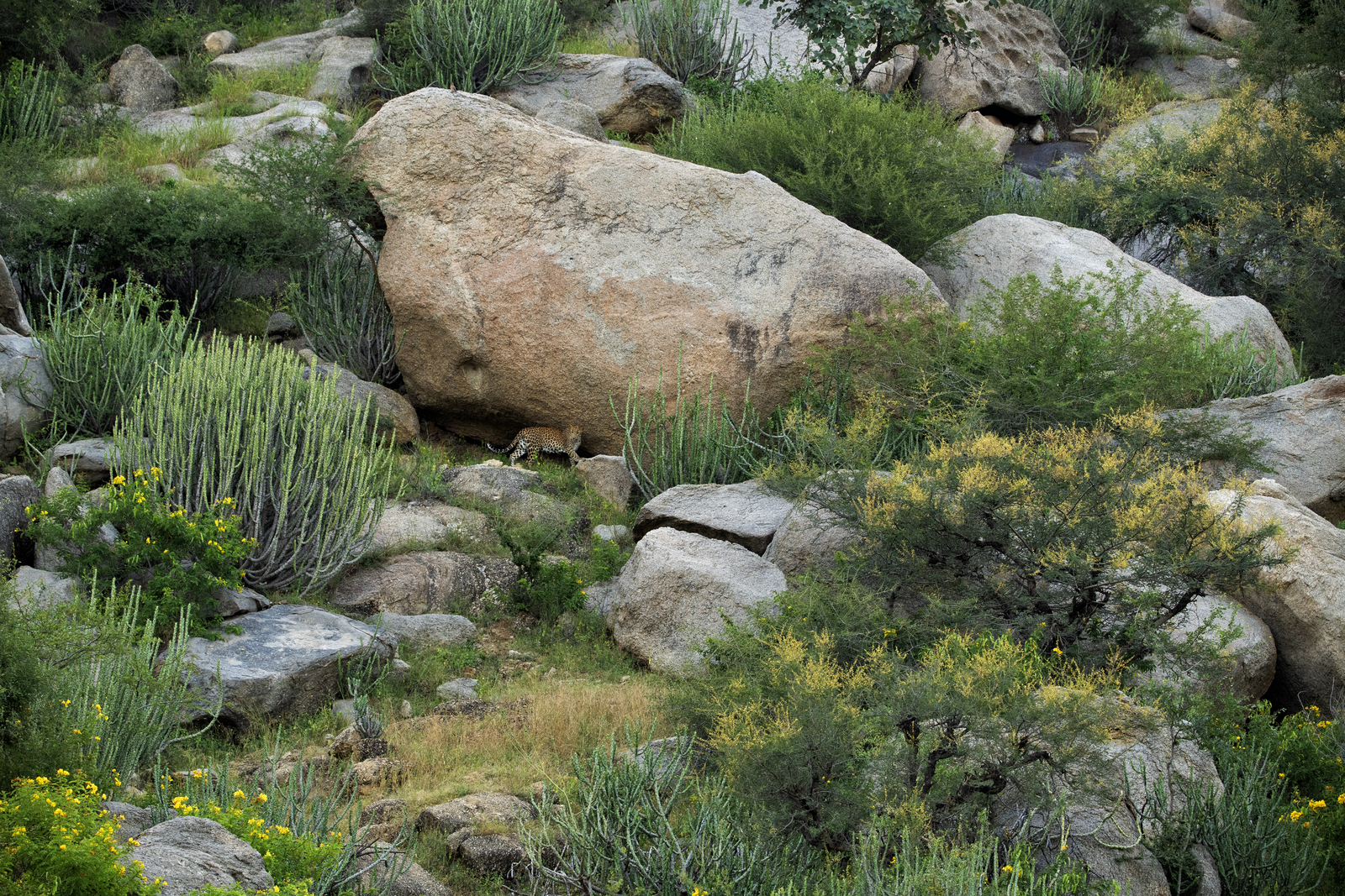 Sujan Jawai Sujan Jawai