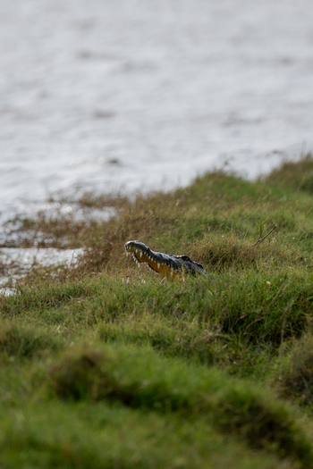 Azura Benguerra Island: Krokodilrachen