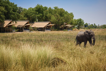 Belmond Eagle Island Lodge: Elefant vor der Lodge