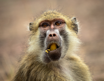 Bushcamp Company: Pavian