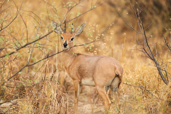 Dinaka Lodge: Steenbock