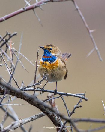 Drenmo Lodge Drenmo Lodge: Blaukehlchen