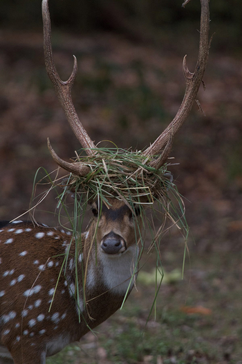 Flame of the Forest Safari Lodge: Chital