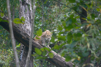 Flame of the Forest Safari Lodge: Spähender Leopard