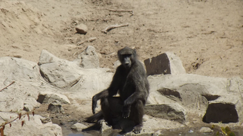 Hobatere Lodge: Pavian am Wasserloch