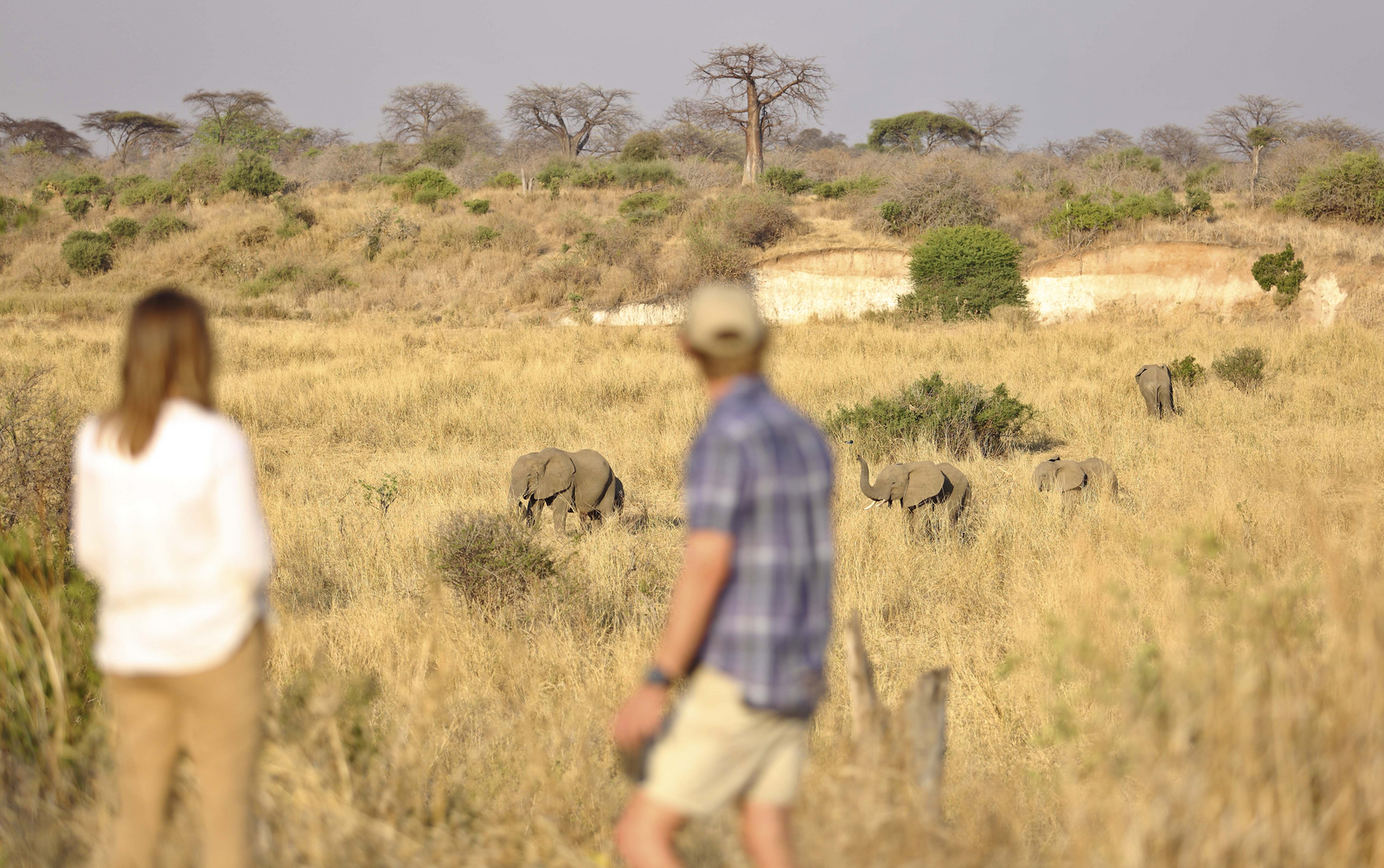 Ikuka Safari Camp Ikuka Safari Camp: Elefanten