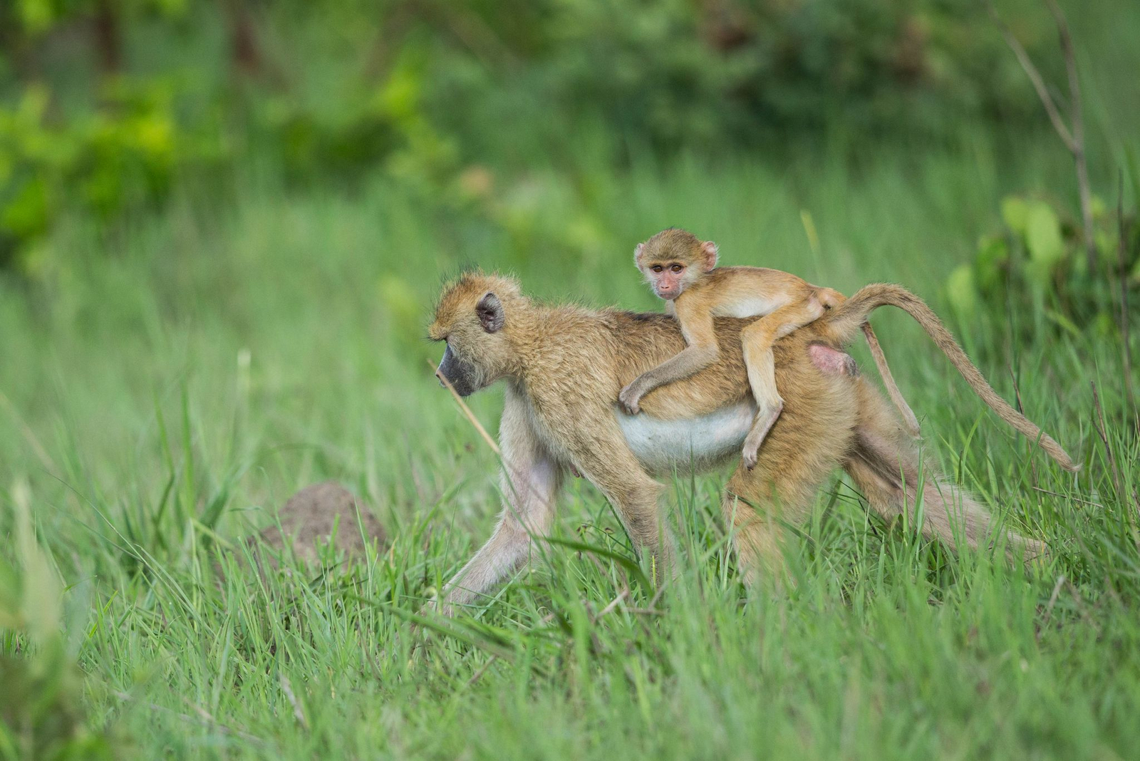 Ila Safari Lodge Ila Safari Lodge: Pavian mit Baby