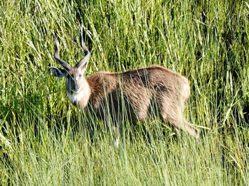 Kala Camp: Sitatunga-Antilope