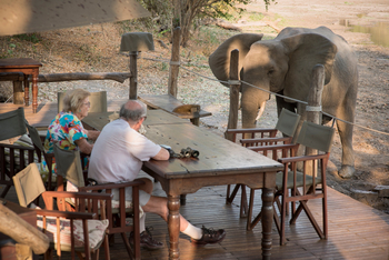 Kanga Camp: Elefant nahe des Camps