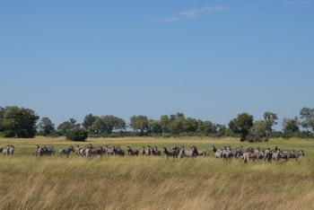 Karangoma Camp: Zebraherde