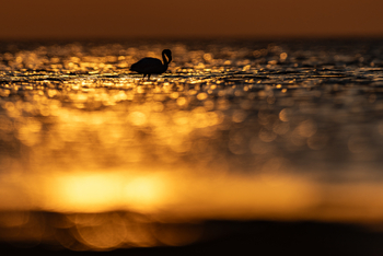 Kisima Ngeda Camp: Flamingos