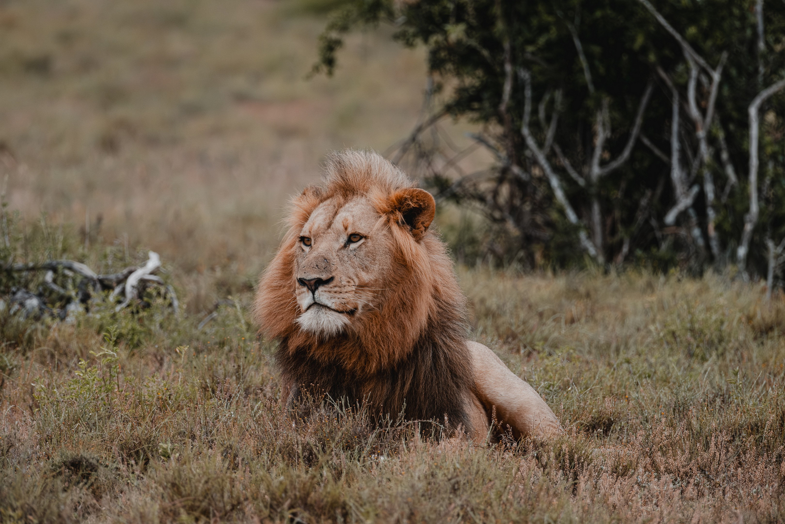 Kwandwe Private Game Reserve Kwandwe Private Game Reserve: Male Lion