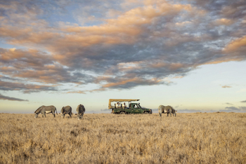 Lewa Safari Camp: Grevy's Zebra
