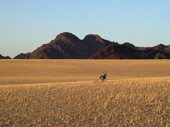 Little Kulala: Oryx in der Wüstenlandschaft