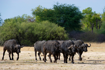 Little Makalolo Camp Little Makalolo Camp: Büffel
