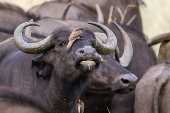 Little Vumbura Camp: Büffel mit Oxpecker