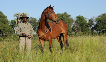 Macatoo Camp: Brandenburger Pferd