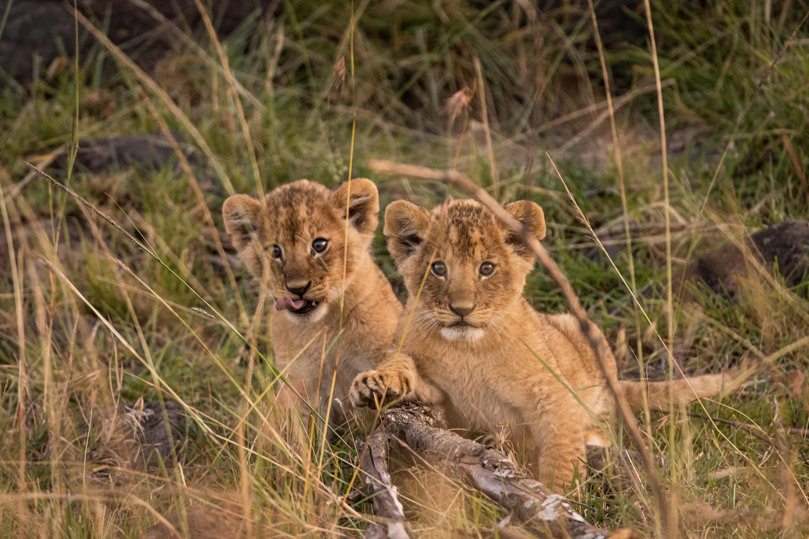 Mahali Mzuri Mahali Mzuri: Löwenbabies