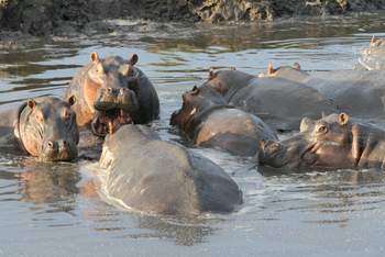 Mbali Mbali Katavi Camp: Nilpferde im Katuma River