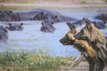 Mogotlho Safari Lodge Mogotlho Safari Lodge: Wildhunde und Nilpferde