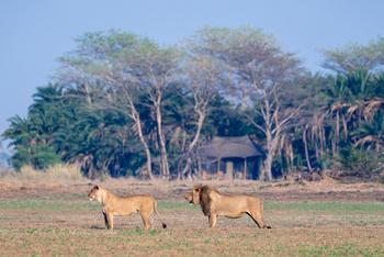Mukambi Busanga Plains Camp: Löwenpaar