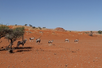 Namib Dune Star Camp Namib Dune Star Camp: Oryxherde